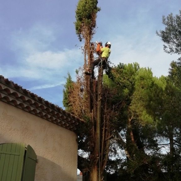 Profil de AUTOUR DE L ARBRE à Floure - Travaux.com